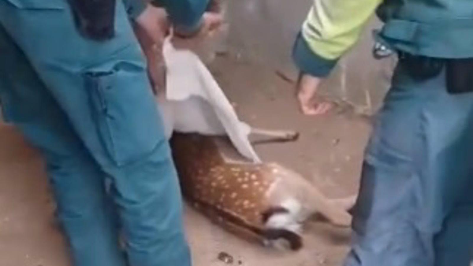Rescatan en Navalagamella una cría de gamo herida tras ser atropellada