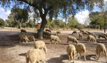 madrid-los-robos-explotaciones-agricolas-ganaderas-comunidad