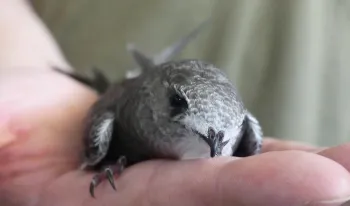 madrid-mas-1-300-vencejos-regresaron-centro-pasar-centro