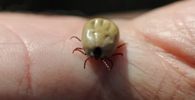 vestir-ropa-clara-cubrir-cuerpo-caminar-senderos