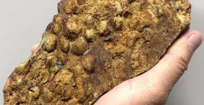 identificados-sierra-norte-fosiles-marinos-460-millones-anos