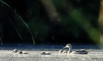 confirmado-reproduccion-libertad-cerceta-pardilla-region