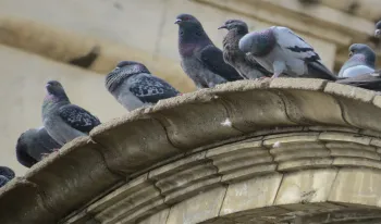 el-ayuntamiento-de-madrid-sanciona-con-1-500-euros-a-quienes-alimenten-a-las-palomas