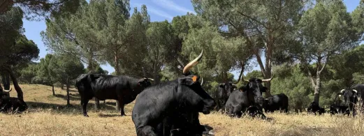 gobierno-destina-740-000-euros-lucha-enfermedades-animales