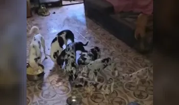 policia-municipal-rescata-48-chihuahuas-gatos-piso-moratalaz