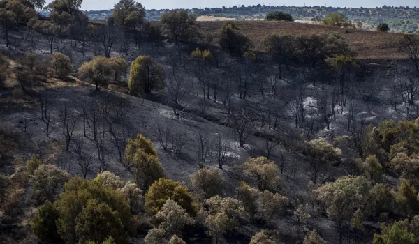 plan-restauracion-sierra-oeste-sera-10-anos-vista-especies