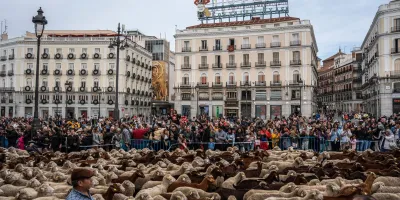 am-la-acampada-marcara-paso-ovejas-fiesta-trashumancia