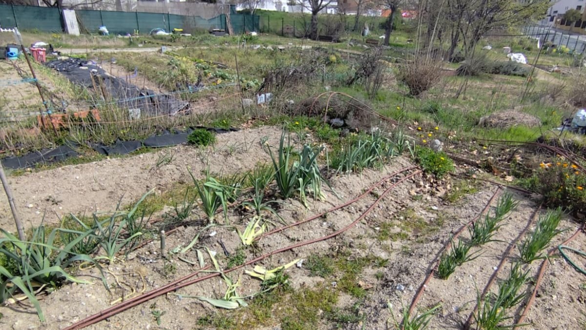 El PSOE exige al PP claridad sobre el futuro de los huertos urbanos en Torrelodones