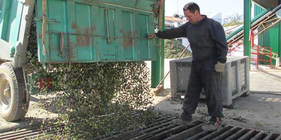 La campaña de recogida de aceituna en la Comunidad da comienzo en Aranjuez