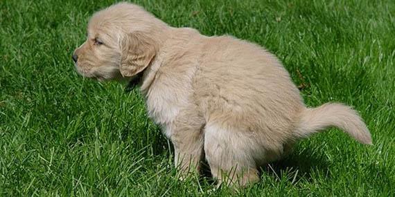 130424 perro campana sevilla nueva