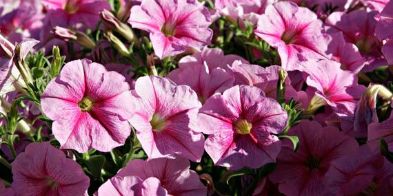 130604 alcobendas dia medioambiente petunias