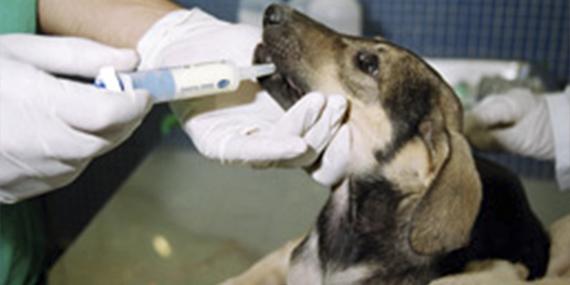 “Un perro adoptado te va a querer igual o más que uno comprado”