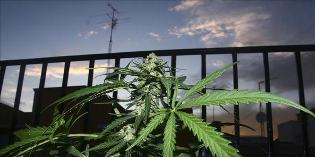 Dos detenidos por cultivar 175 plantas de marihuana en un piso ocupado de Vallecas