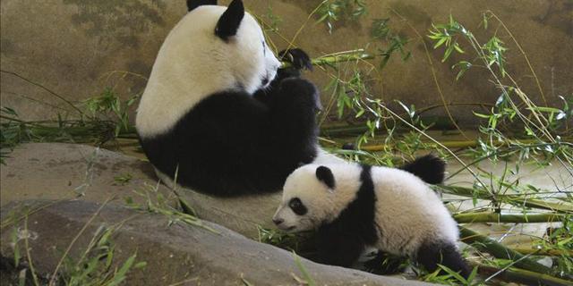 La cría de oso panda del Zoo de Madrid da su primer paseo