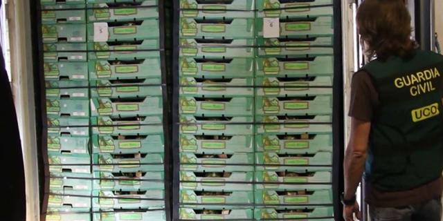 Introdujeron más de 2.500 kilos de cocaína en piñas tropicales