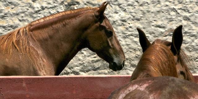 Policías municipales de Caballería denuncian dejación en la atención a los animales