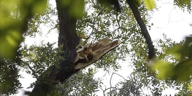 Un golpe de calor quebró la rama que mató a un hombre en el Retiro