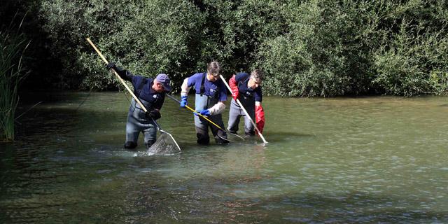 Madrid hace el inventario de las especies de sus ríos