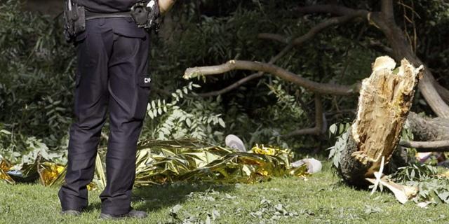 Un grupo de expertos identificará los árboles del Parque del Retiro con riesgo de caer