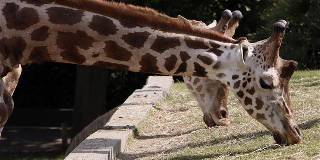 Detenidos dos empleados del Zoo de Madrid por estafar más de un millón de euros