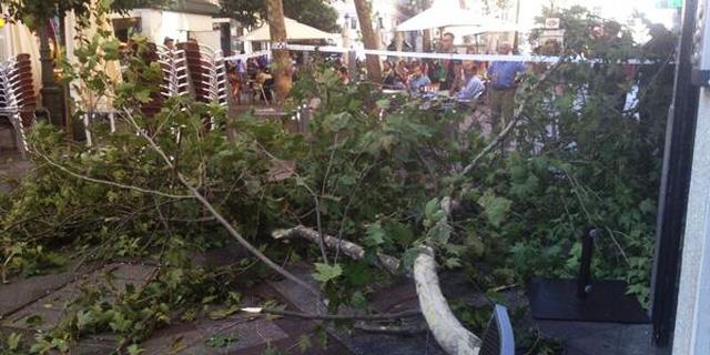 Cae otra rama de un árbol en Madrid: cinco personas heridas leves, entre ellas un niño