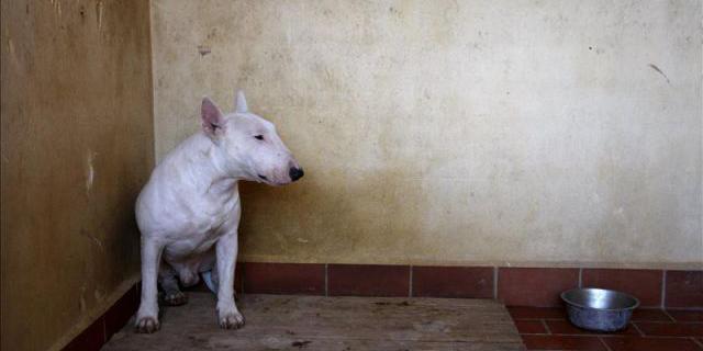 Tres perros, dos de ellos pitbull, destrozan la cara a un vecino de Torrelaguna