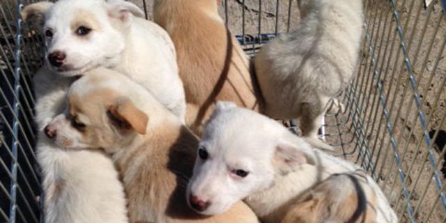 Rescatados del poblado de El Gallinero 16 cachorros desnutridos y con parásitos