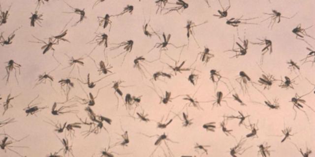 Remedios caseros para repeler a los mosquitos