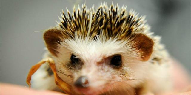 Una cría de león, entre los 269 animales encontrados por la Policía en Madrid