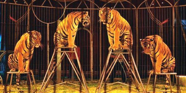 El Gobierno de Carmena prohíbe los circos con animales salvajes