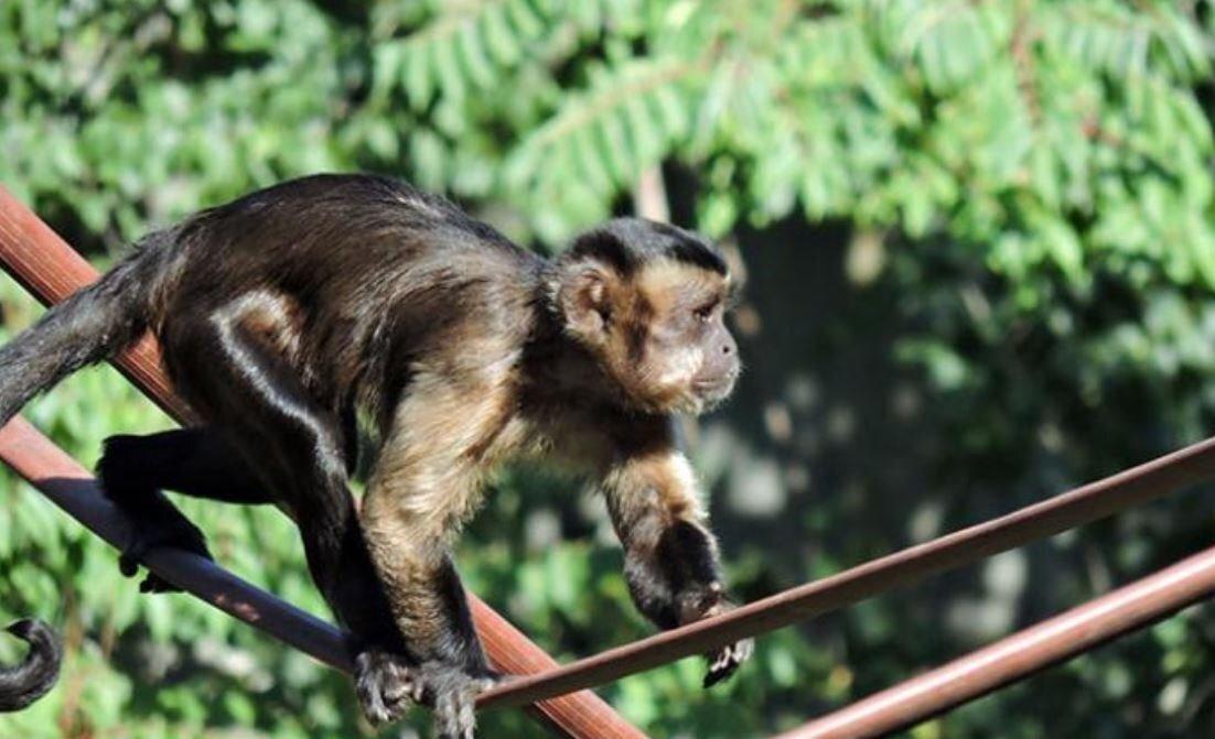 Vuelve al Zoo de Madrid un mono capuchino que se escapó anoche del recinto tras una discusión con su jefe