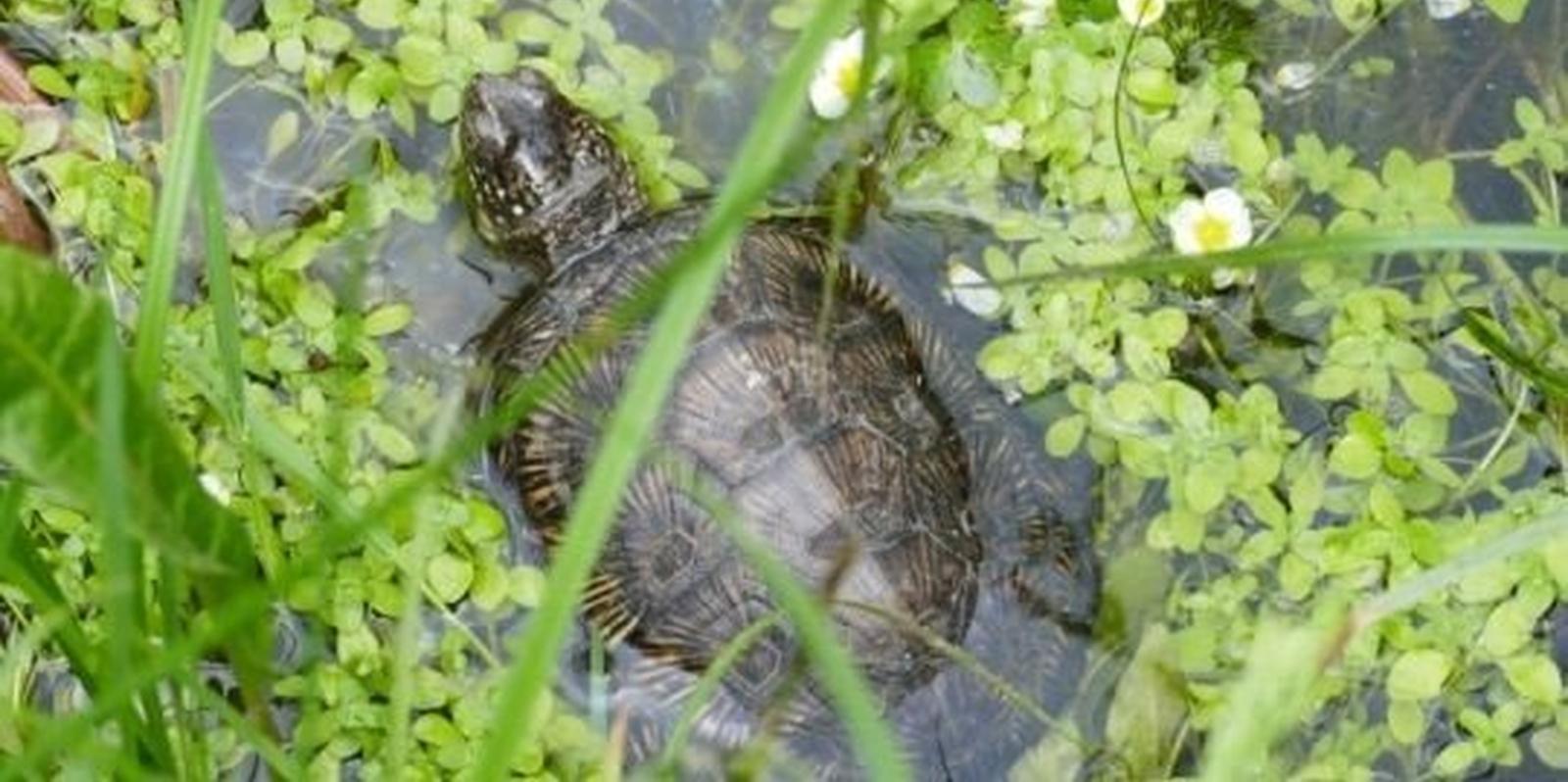 Once galápagos europeos inician su vida en libertad en el Parque Regional de la Cuenca Alta del Manzanares