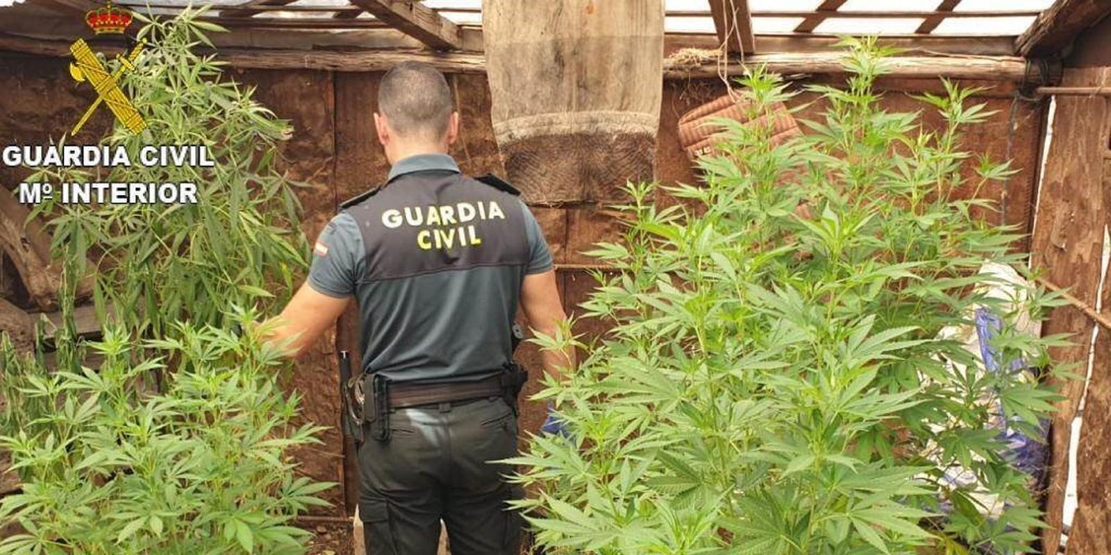Liberadas ocho víctimas de trata a las que obligaban a cuidar y recolectar plantaciones de marihuana