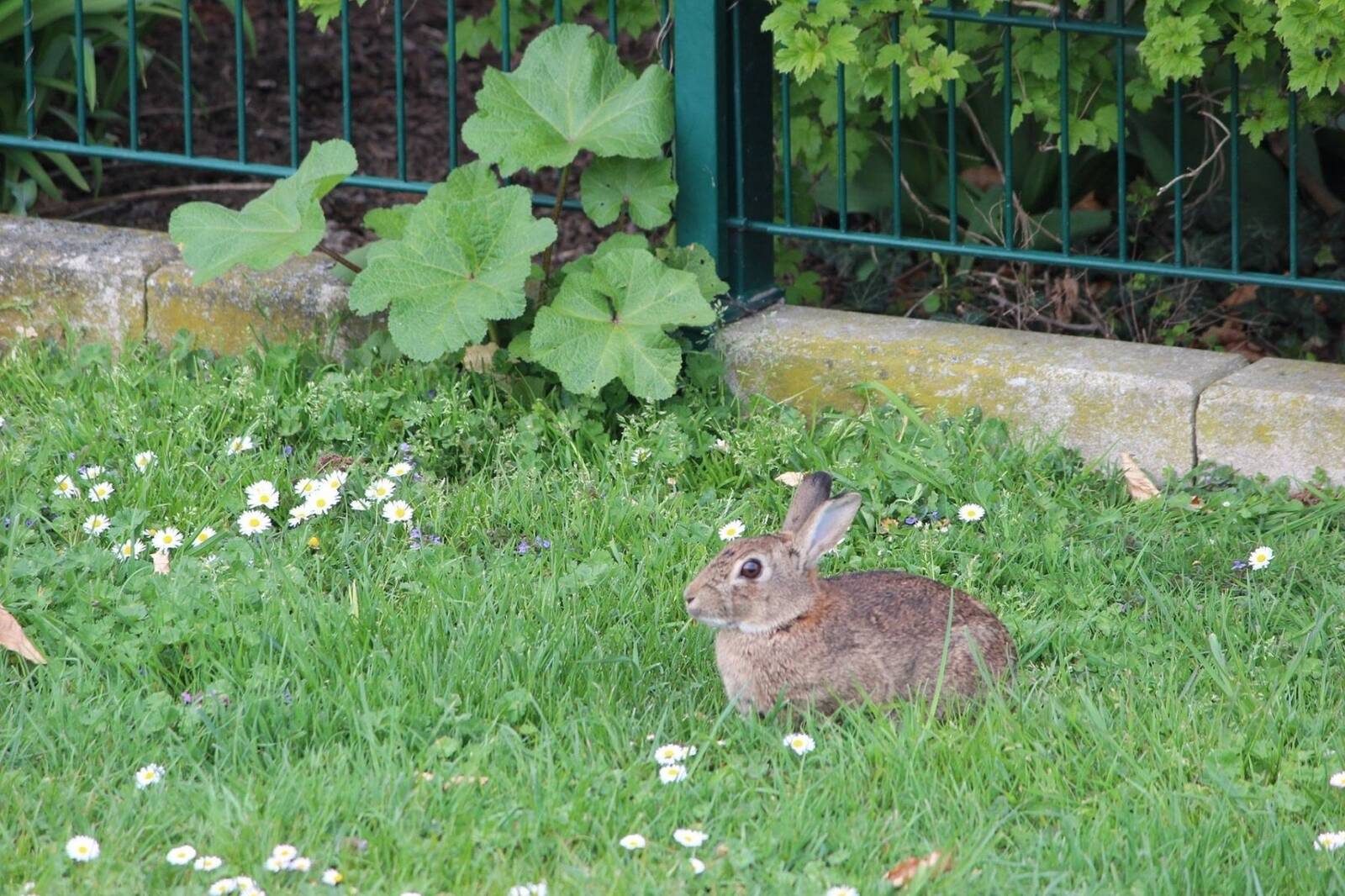 El Ayuntamiento de Pozuelo aprueba la contratación del servicio de control de fauna silvestre en la ciudad
