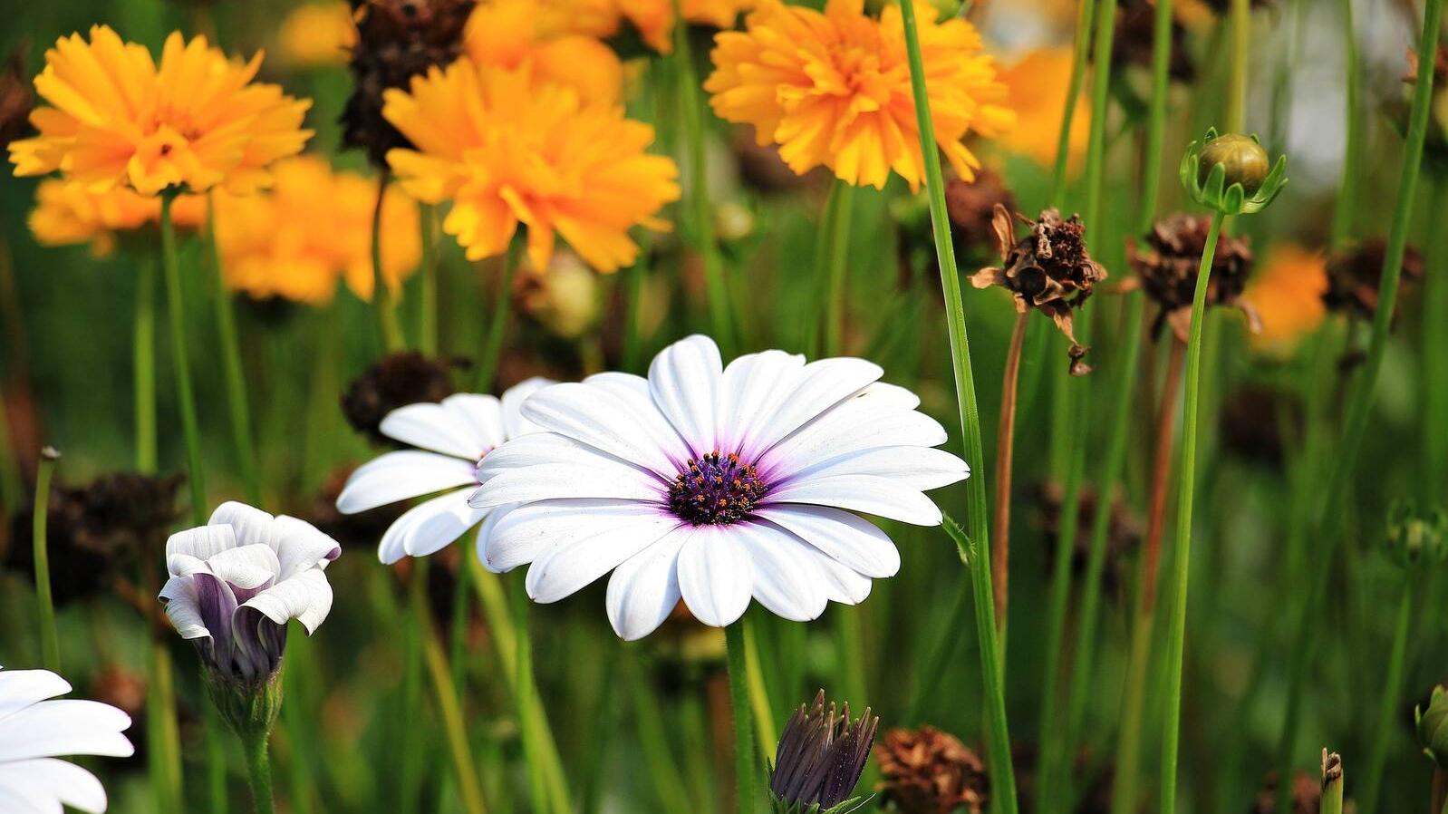 La pandemia pone de moda la jardinoterapia en Madrid