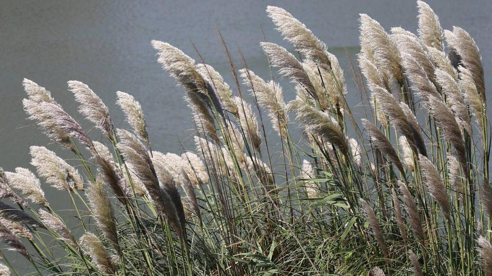 Primavera "moderada" para los alérgicos a las gramíneas en la Comunidad de Madrid