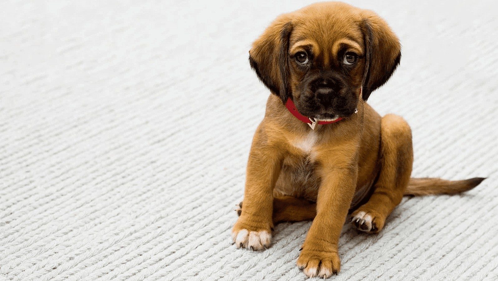 Consejos para elegir un plan de salud para tu perro Consejos para elegir un plan de salud para tu perro