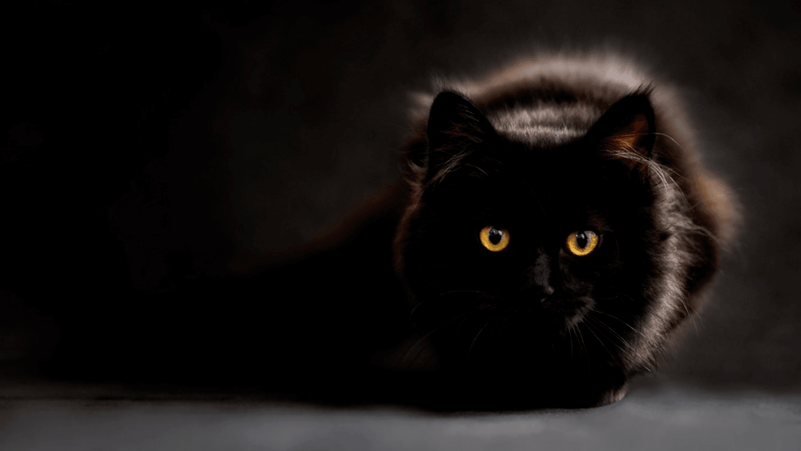 Estas son las principales características de los gatos Estas son las principales características de los gatos