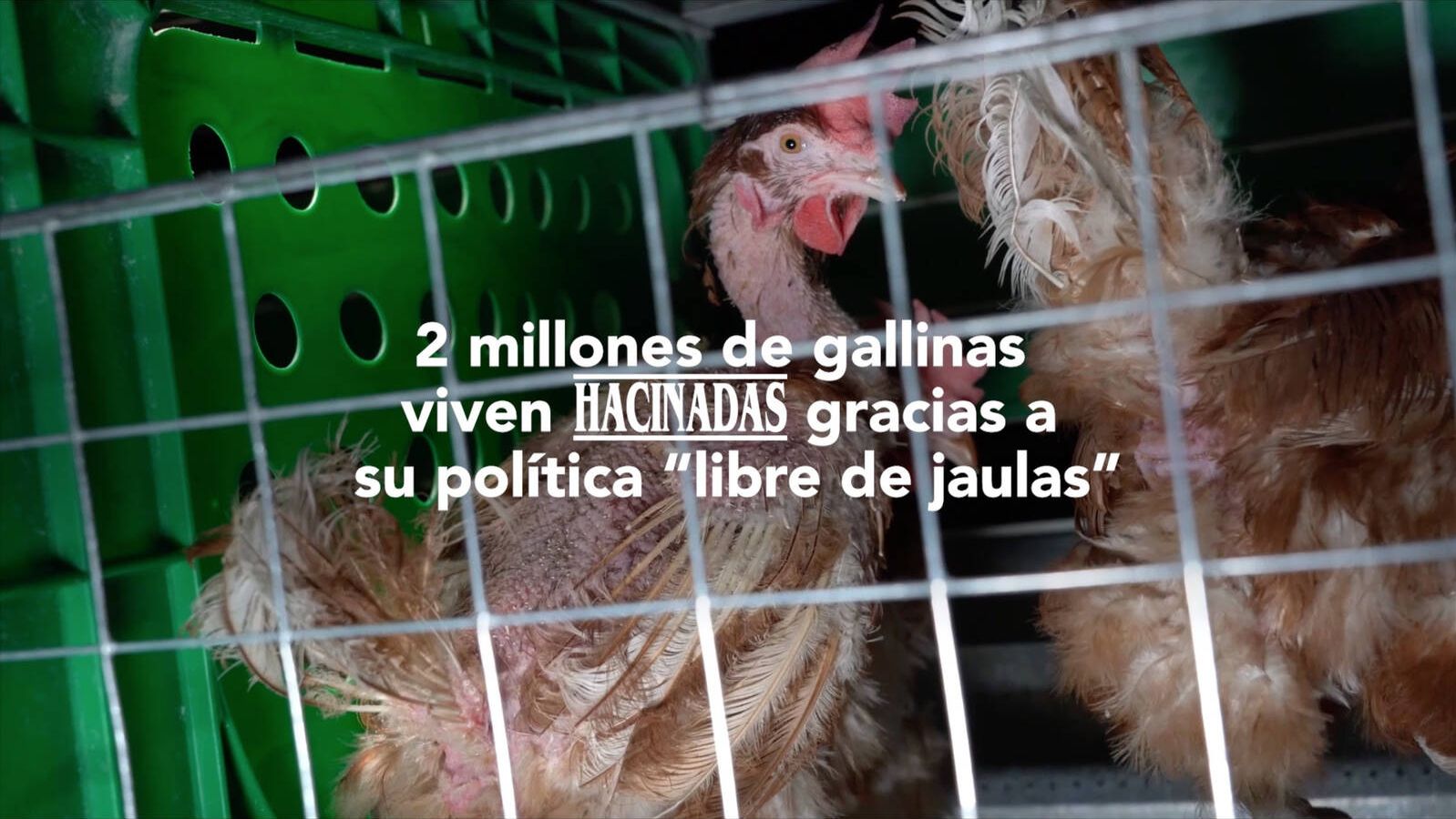 Mercadona acusada de ‘Welfare Washing’ por utilizar huevos de gallinas enjauladas