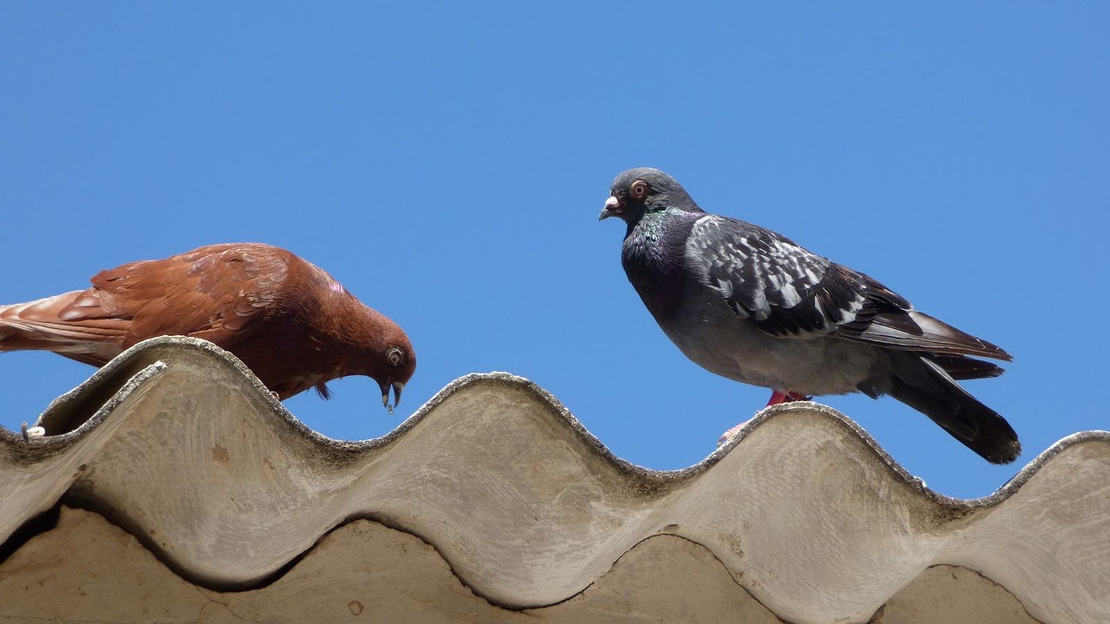 Es obligatorio retirar el amianto