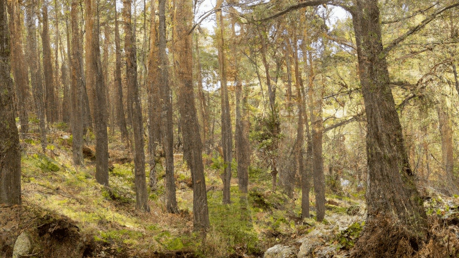 Guía de senderismo: explorando la sierra de Madrid Guía de senderismo: explorando la sierra de Madrid