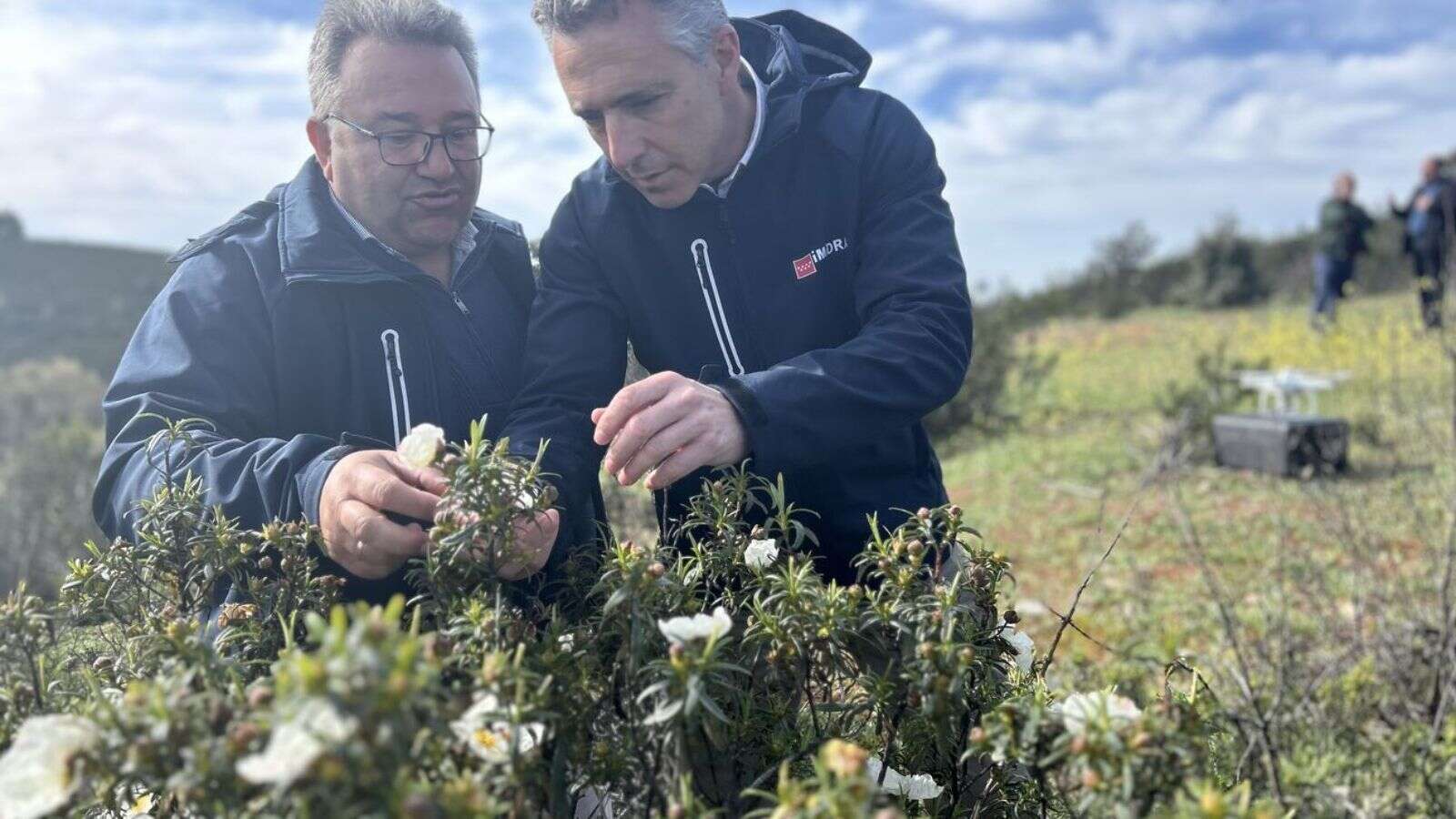 Berzosa del Lozoya destaca en el cultivo de la jara negra