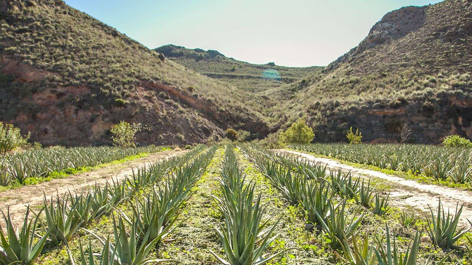 BBVA premia a la empresa madrileña Atalaya Bio como mejor productor sostenible de España en 2024