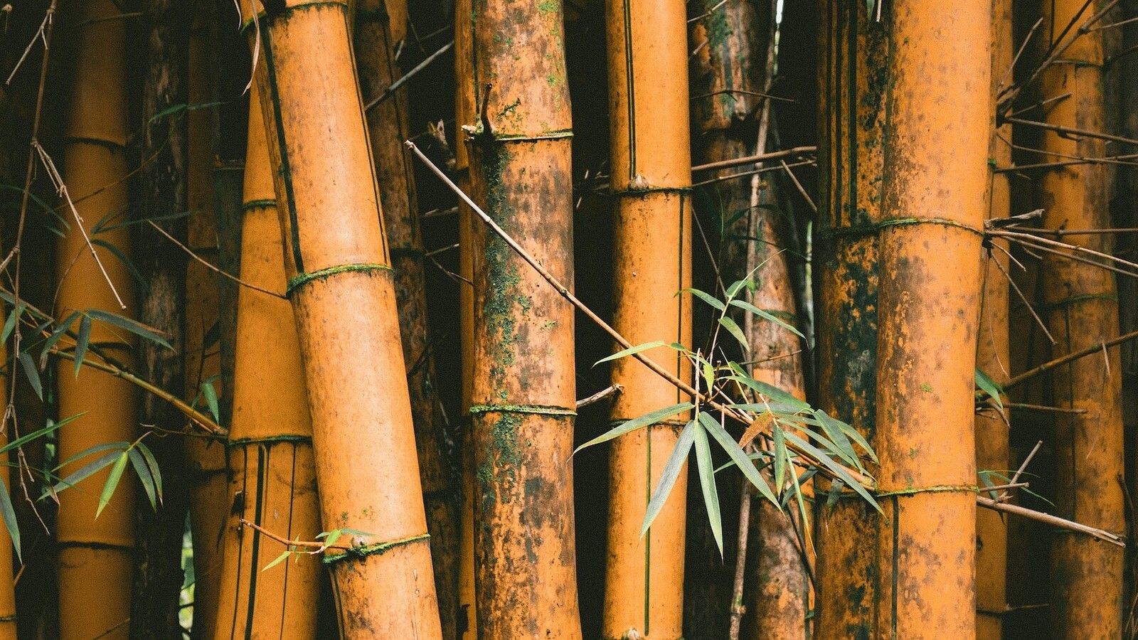 Estores de bambú: naturalidad y estilo ecológico para tu hogar