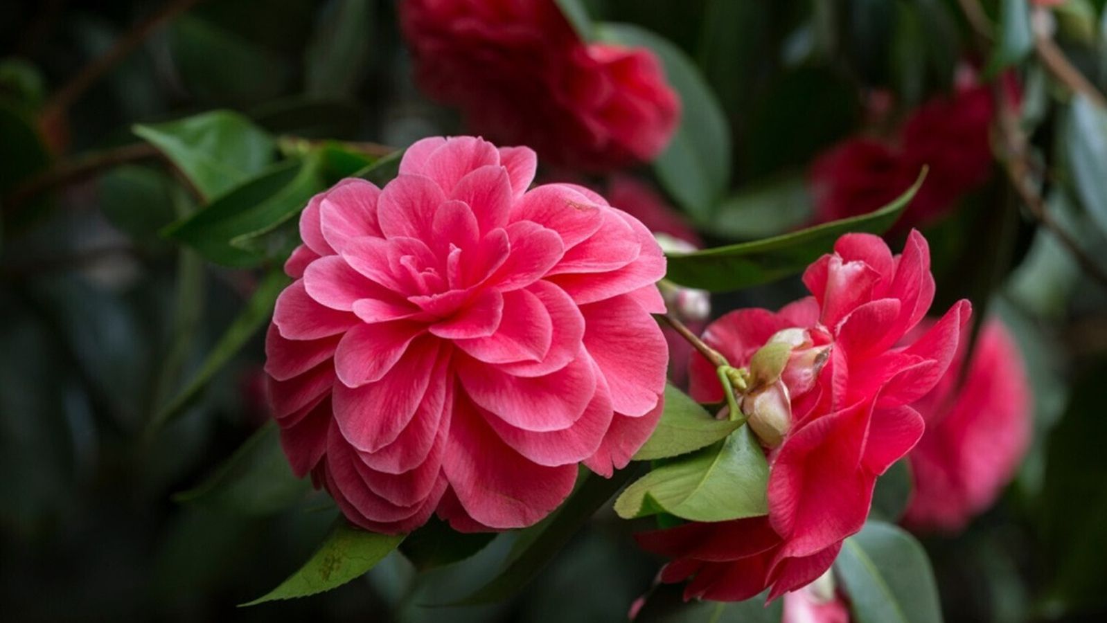 1 camelia japonica