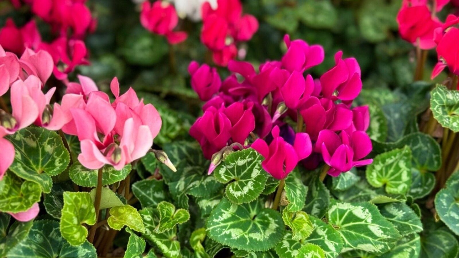 2 ciclamen cyclamen persicum
