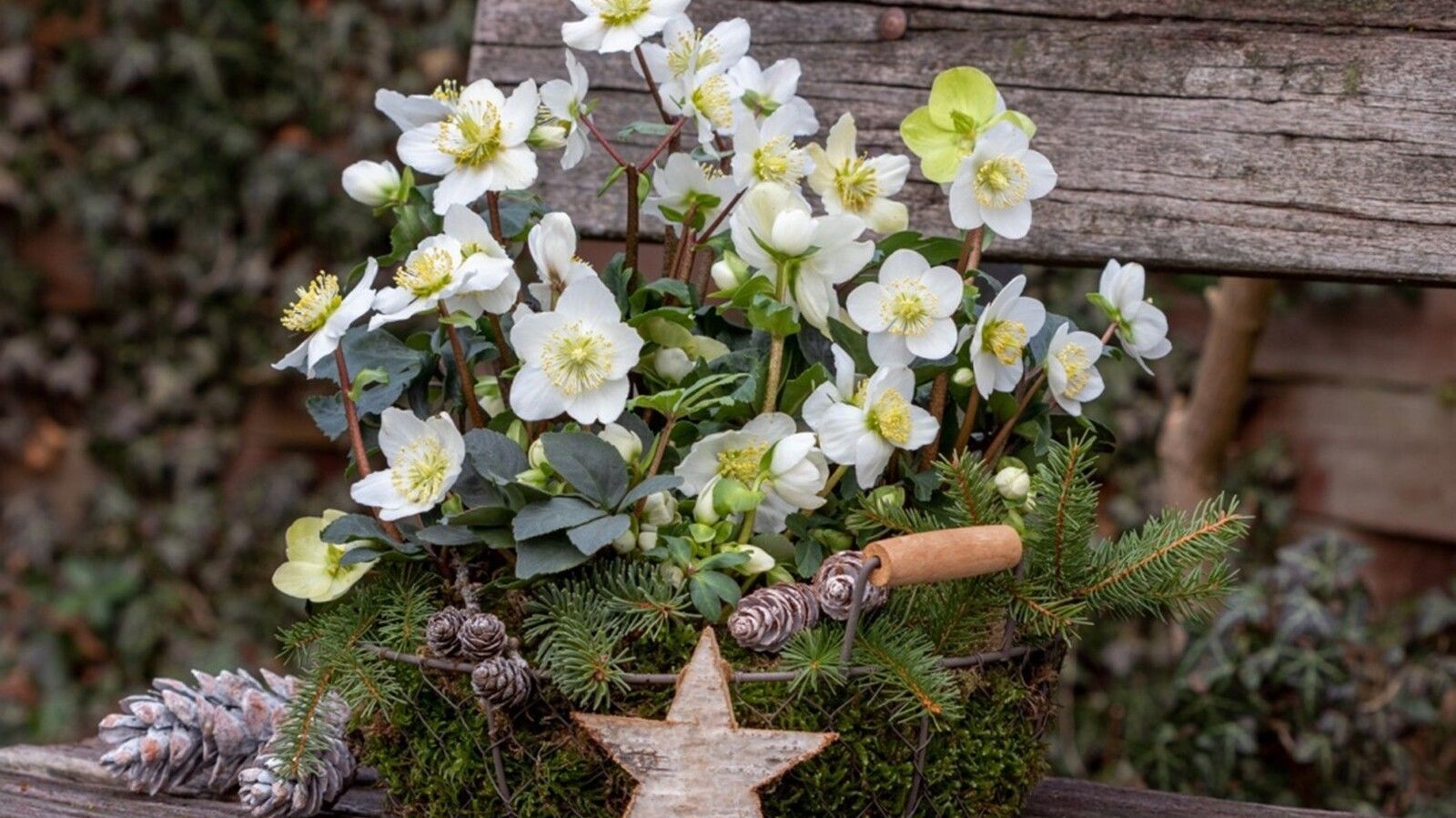 4 rosa de navidad helleborus niger