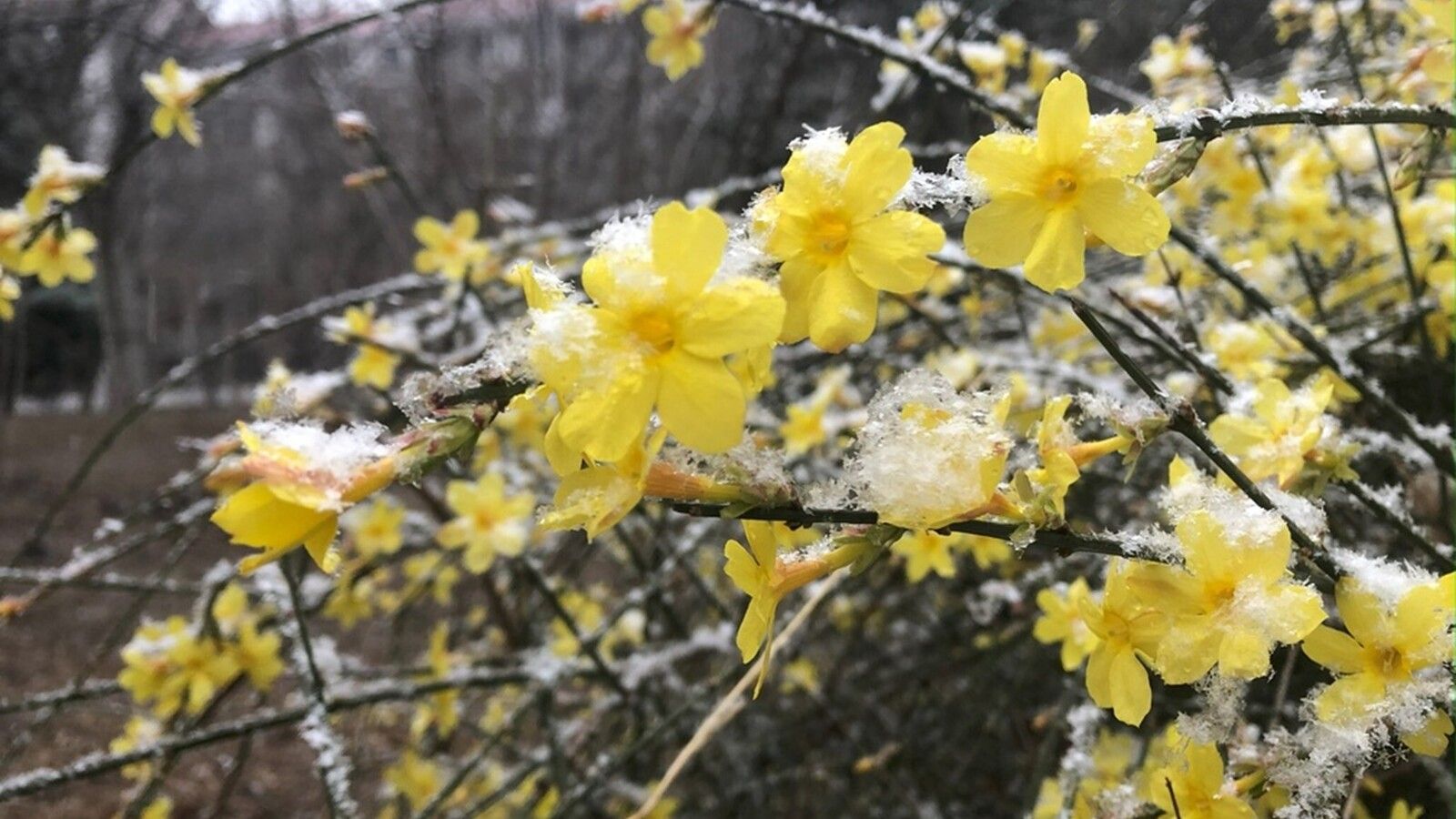 7 jazmin de invierno jasminum nudiflorum
