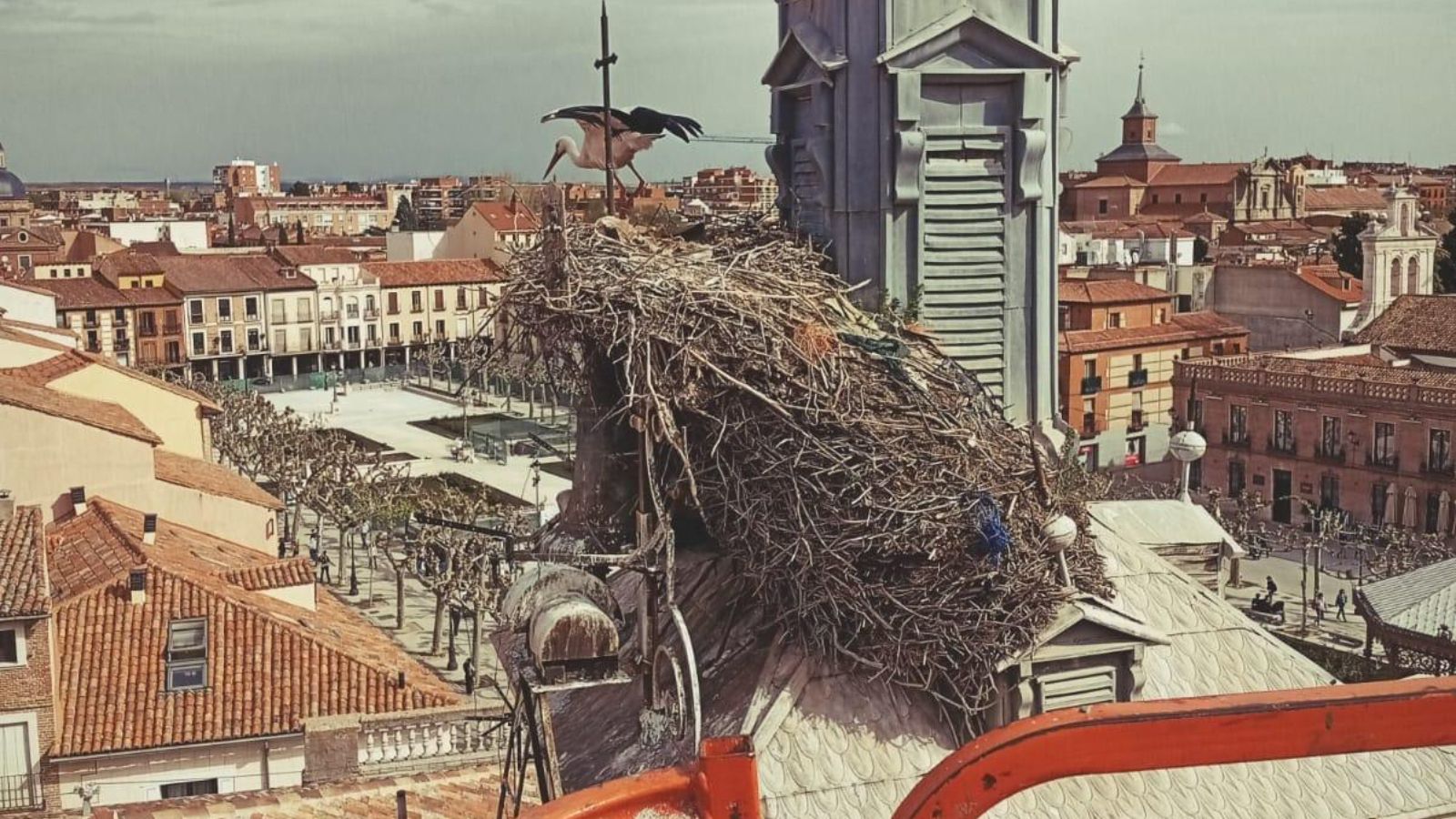Alcalá trasladará un nido de cigüeña blanca del Ayuntamiento para proteger la cría