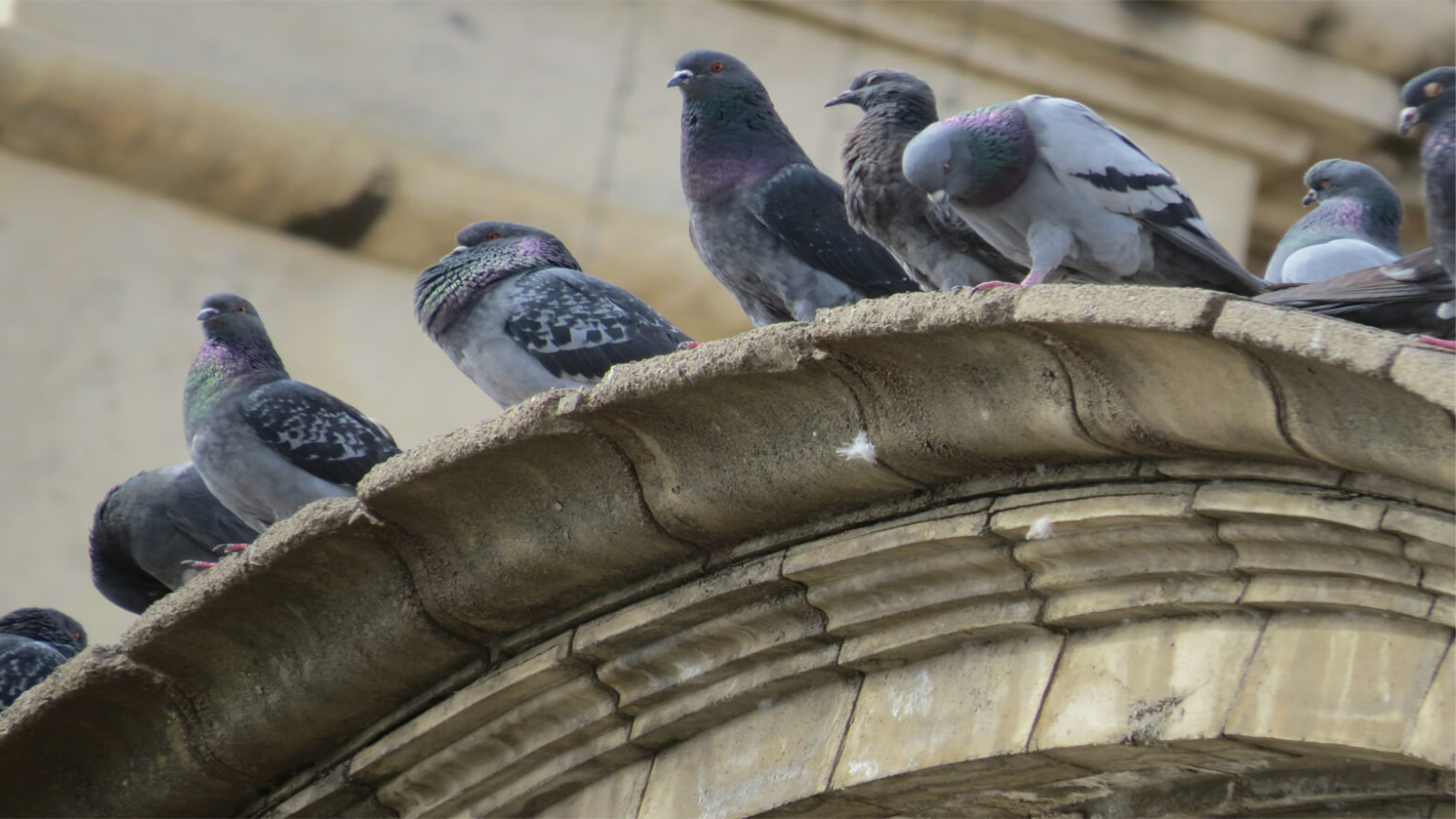 Madrid multa con 1.500 euros a quien alimente a las palomas